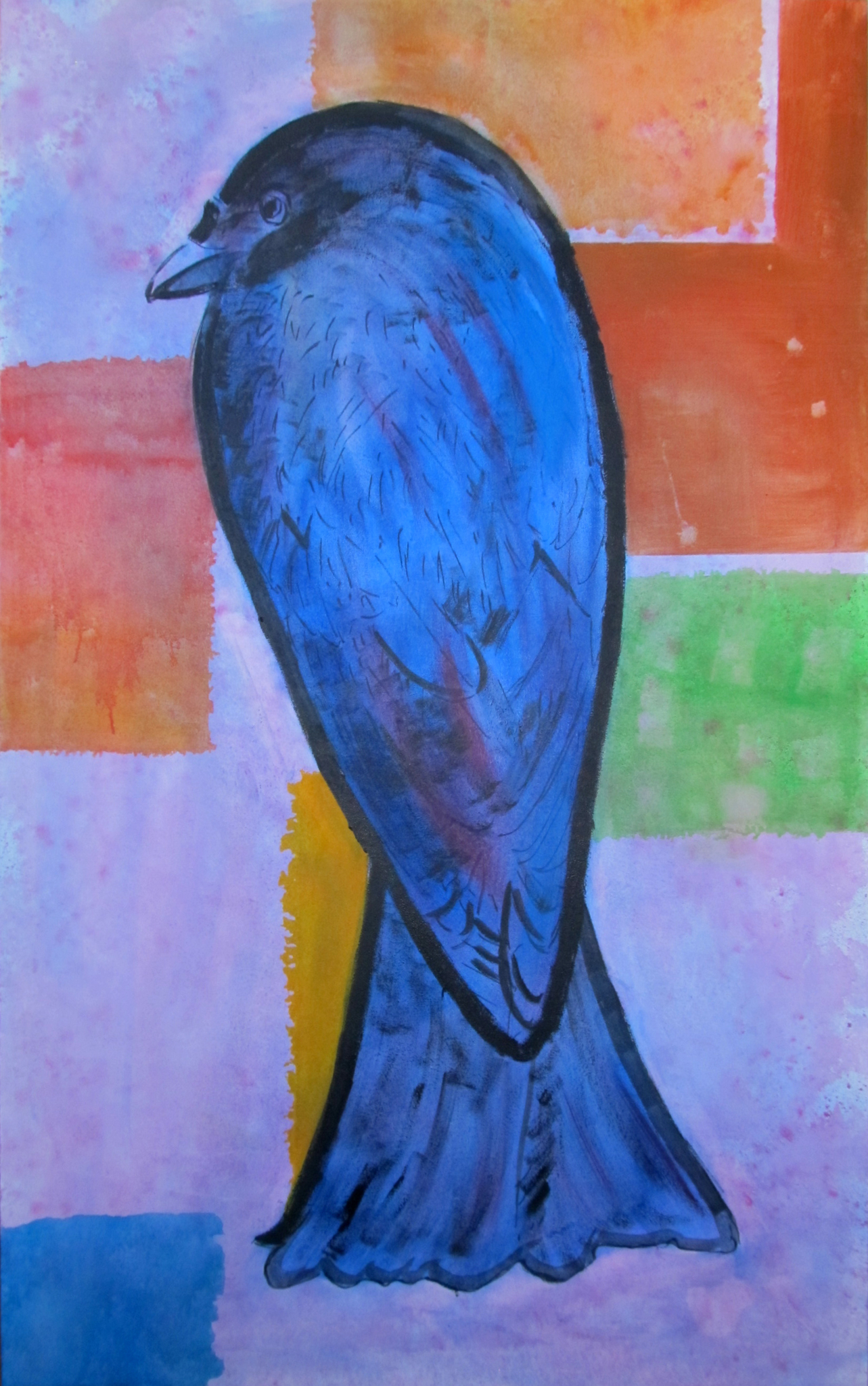 African Drongo